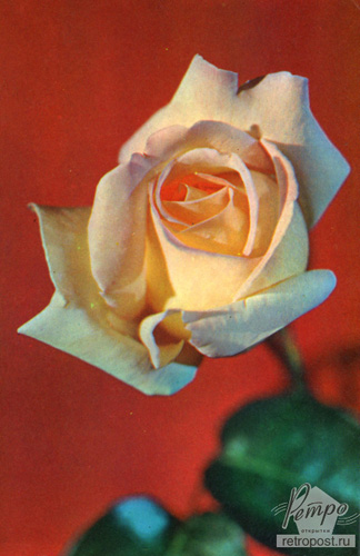   , ,  ., 1973 .